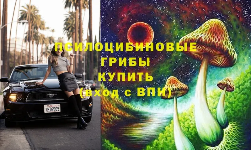 hydra ONION  дарнет шоп  Шлиссельбург  Галлюциногенные грибы Psilocybe 